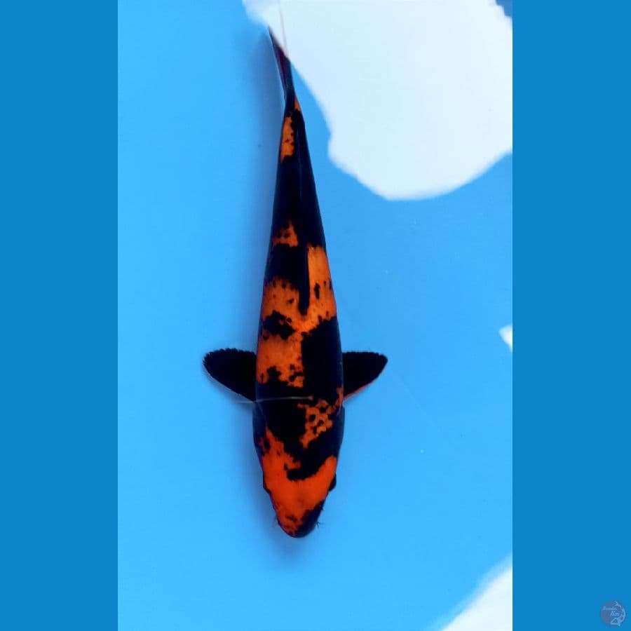 Hi utsuri 24cm