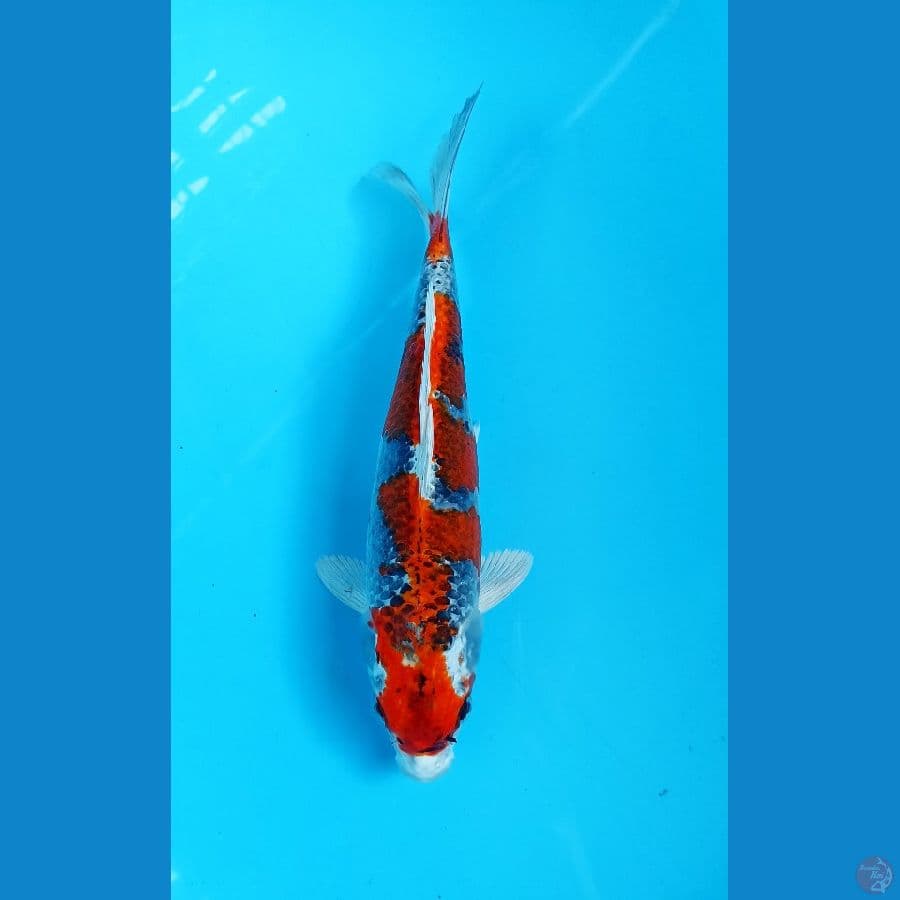 kujaku 25cm