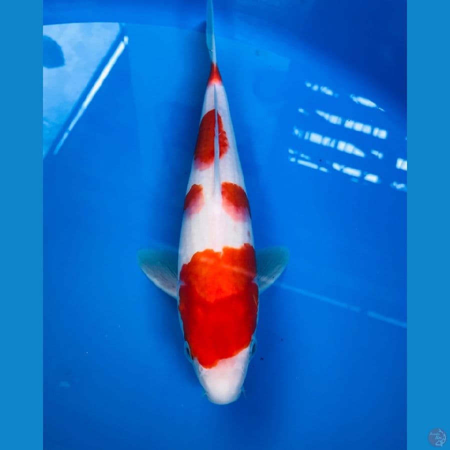 kohaku 25cm