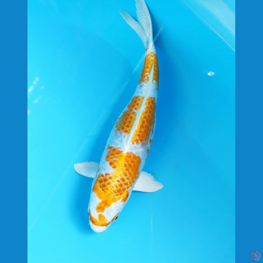 Hariwake 26cm