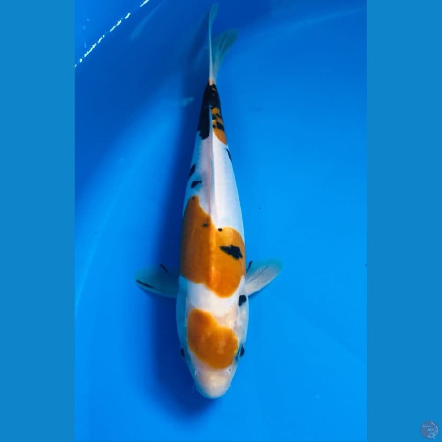 doitsu murni (antik) 22cm