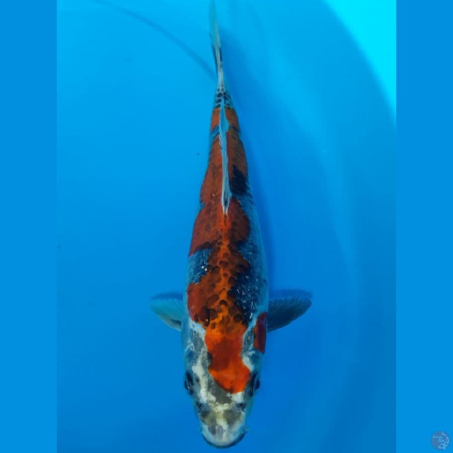 Gingga 23cm