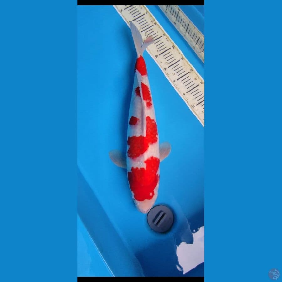 MMA_ Kohaku 55 cm fm