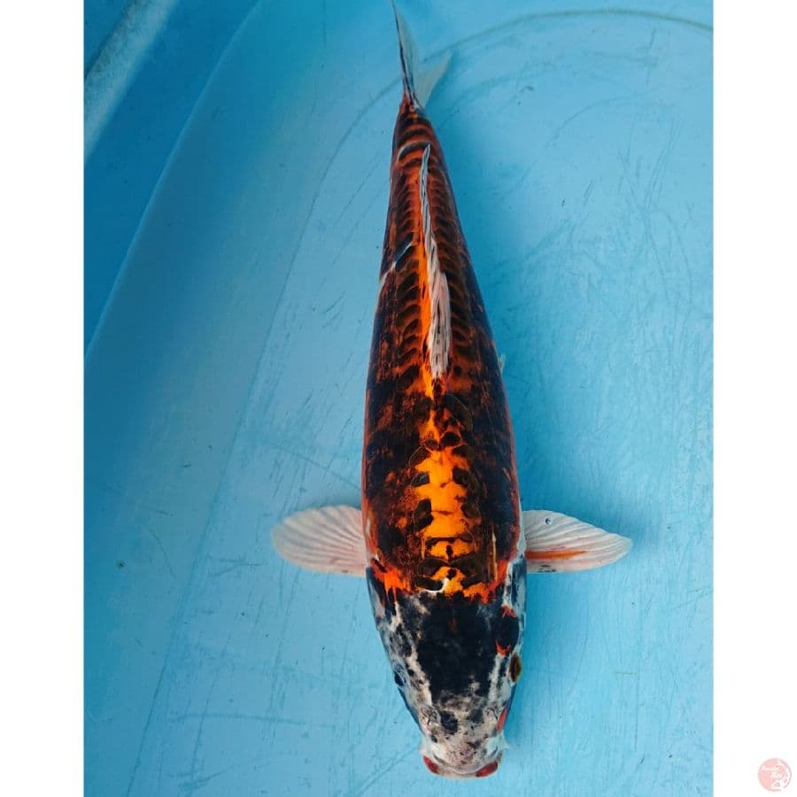 BENIKIKO 40 CM
