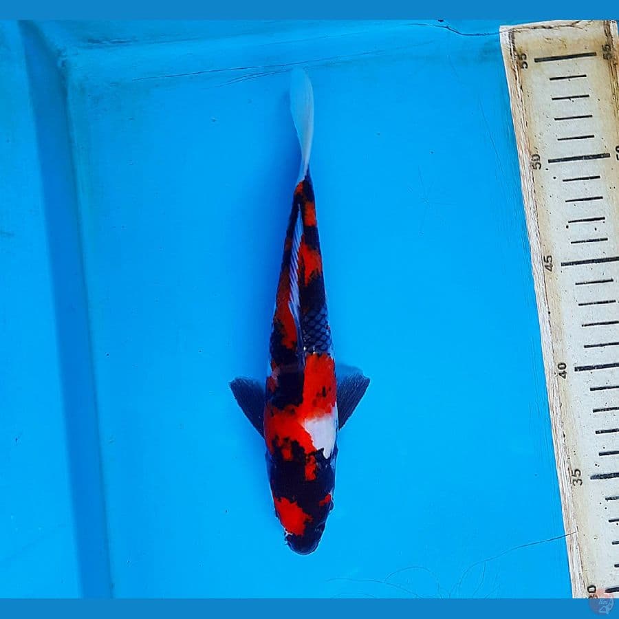 Showa 21cm