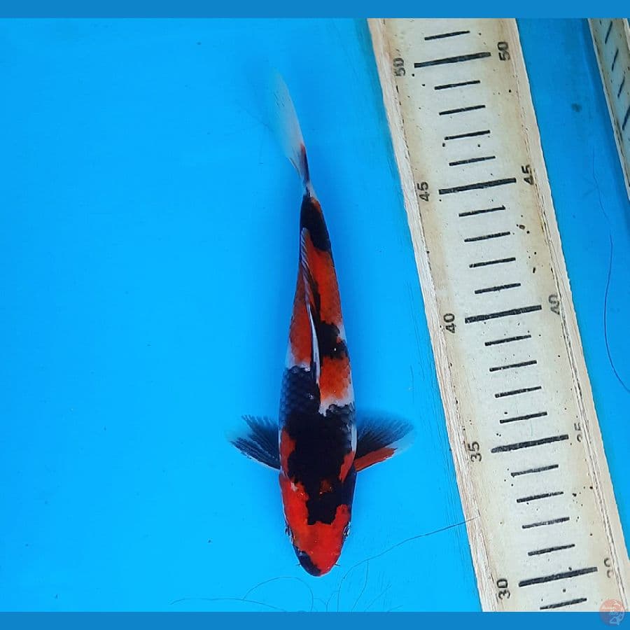 Showa 22cm
