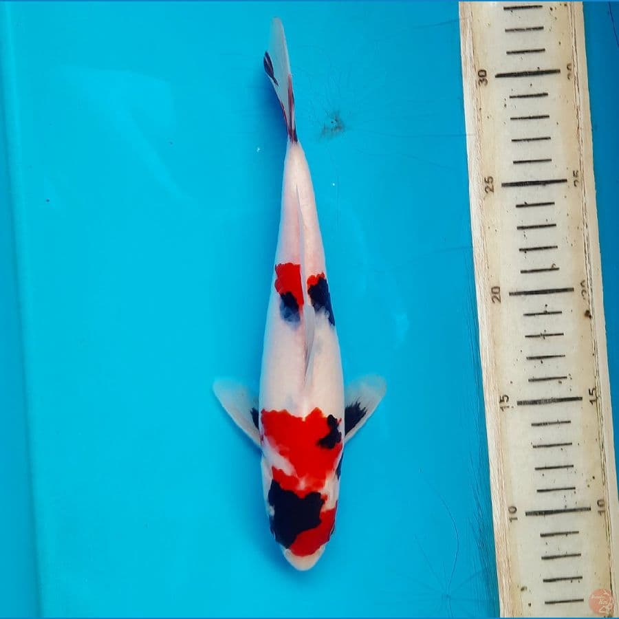 Tategoi showa 23cm