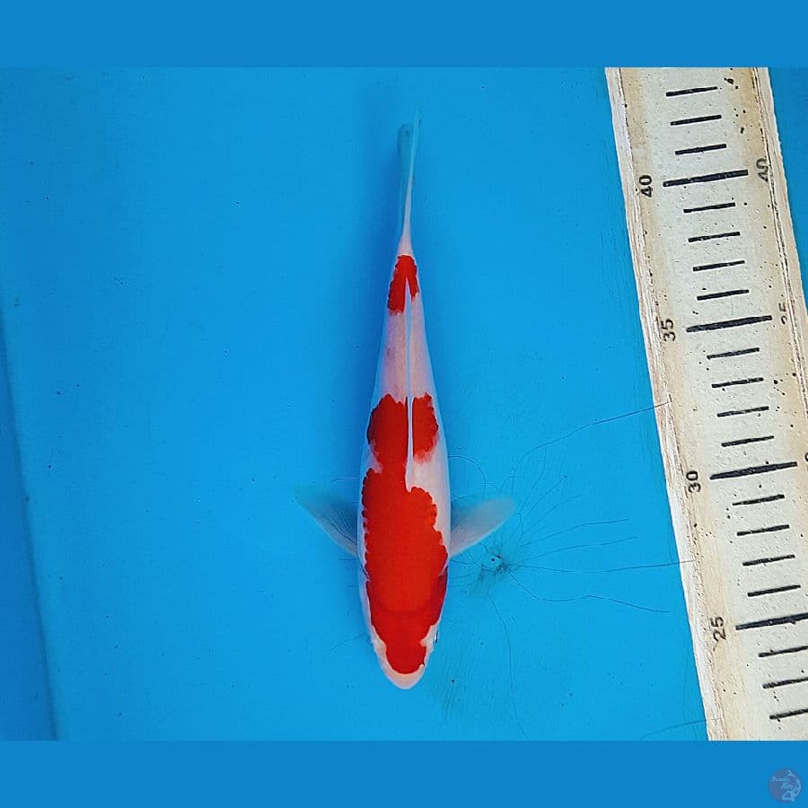 Kohaku 18cm
