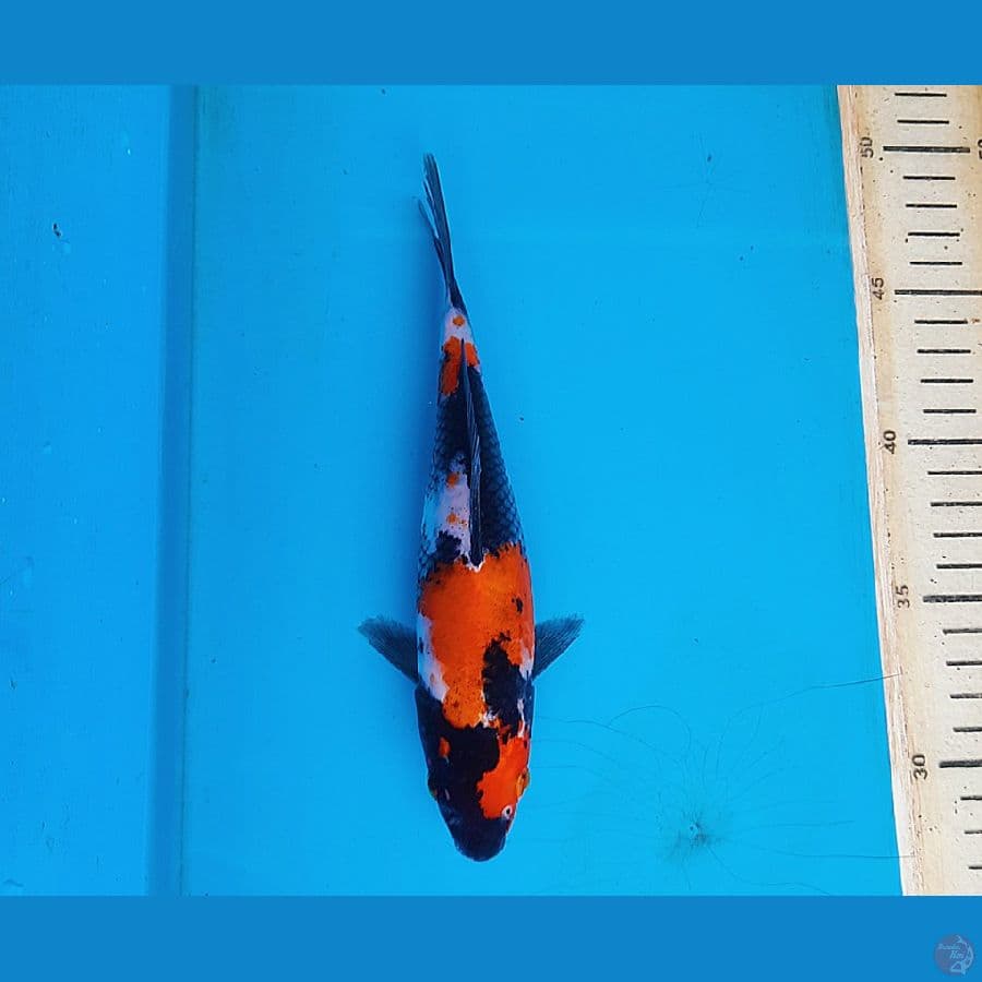 Showa 20cm