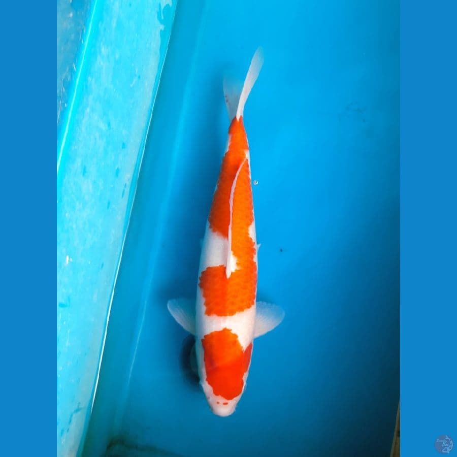 HQ Kohaku 46cm Female