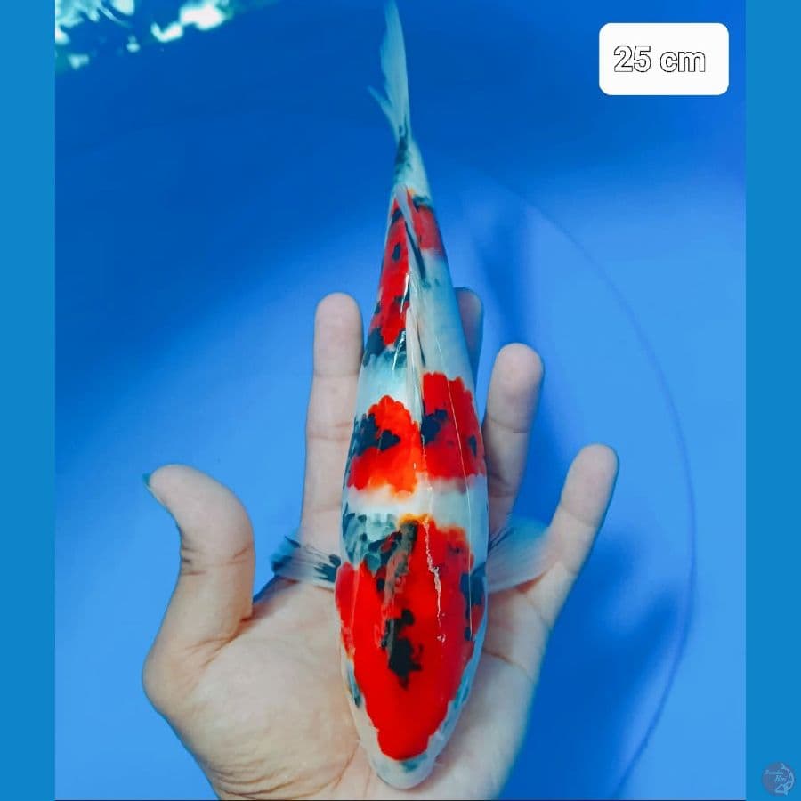 *SHOWA//ML/25 CM*