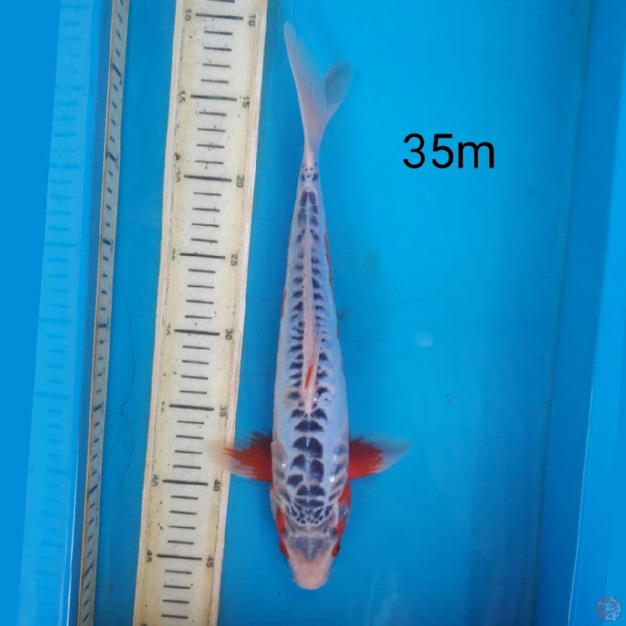 shusui, 35 cm male