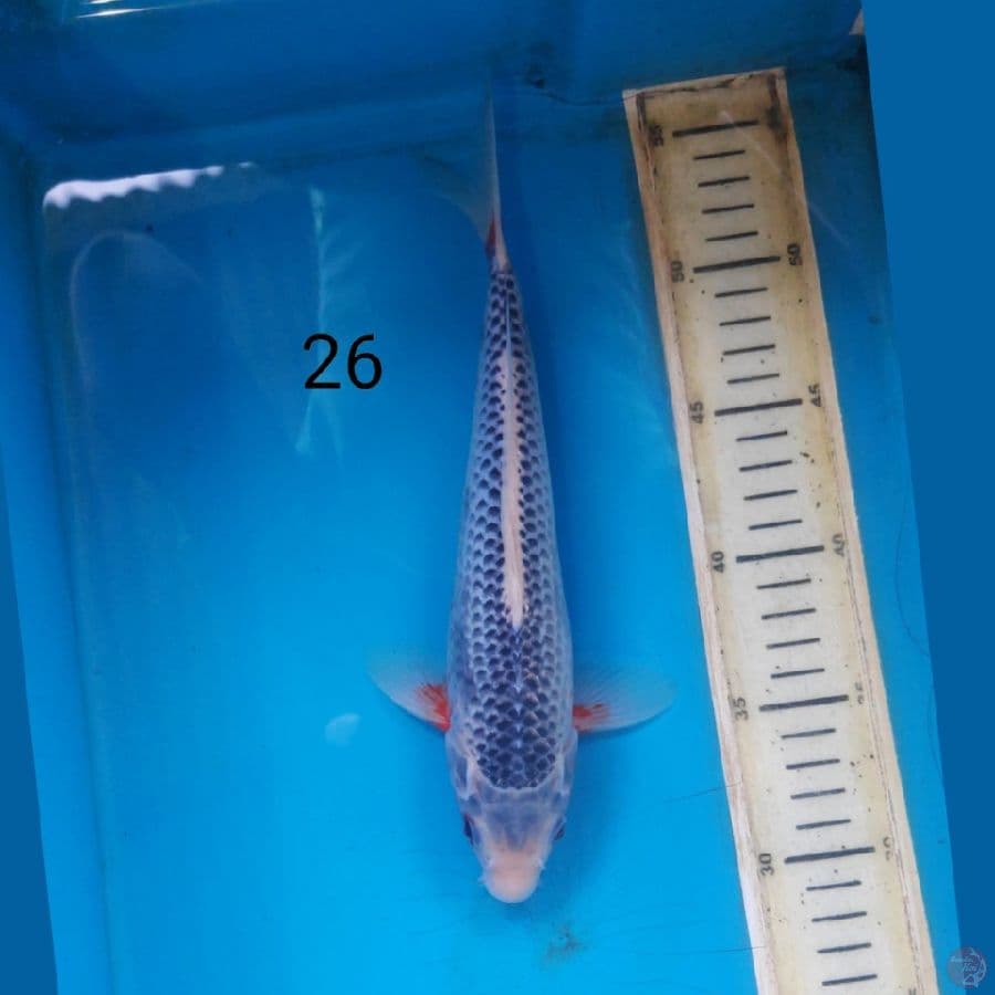 asagi, 26cm