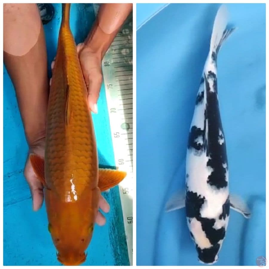 mix koi 40-48 cm