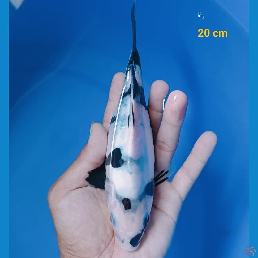 Shiro Doit 20 cm
