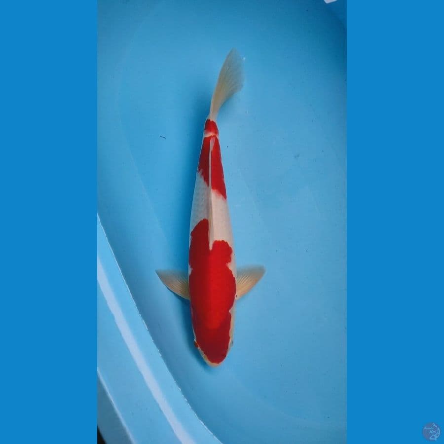 kohaku strong 42 M