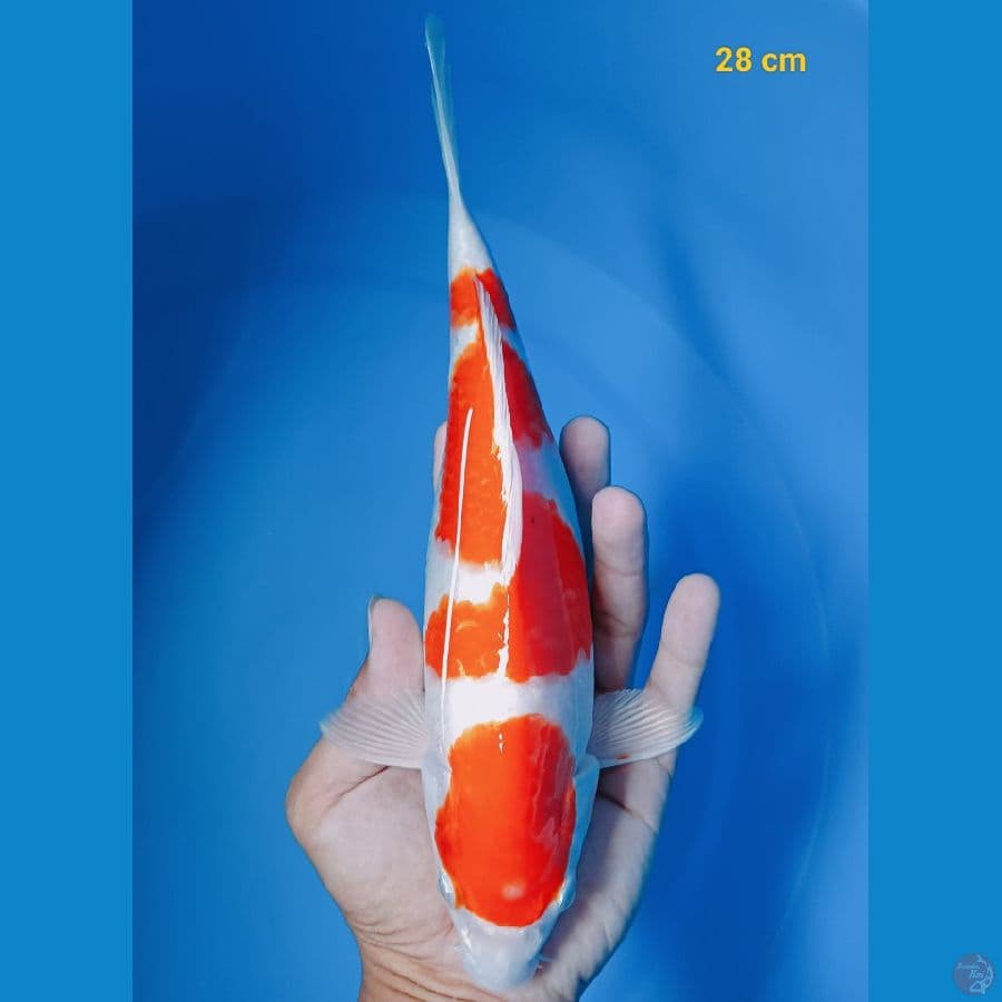Kohaku 28 cm