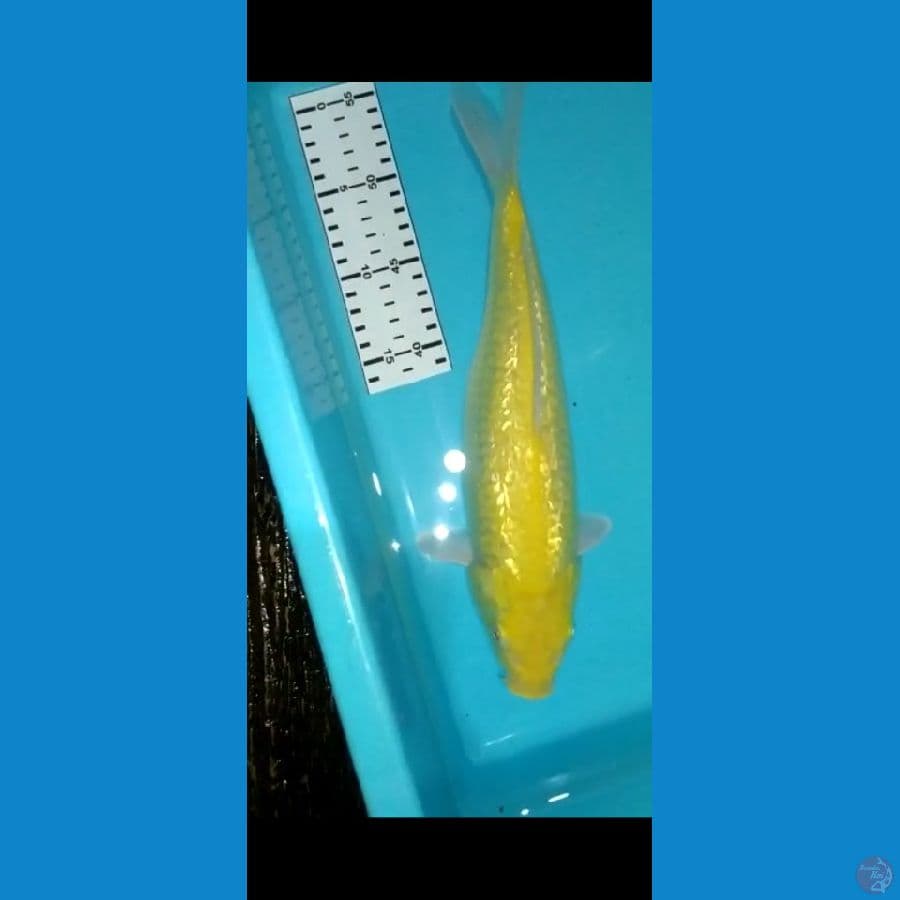 karasi gindrin 32cm