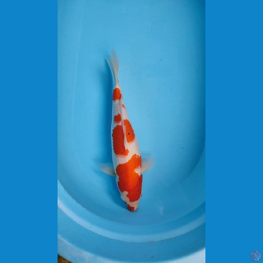 kohaku 37 cm