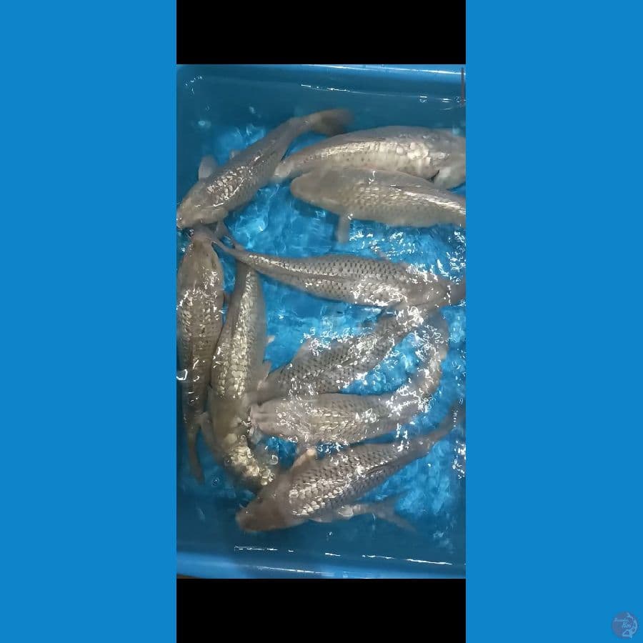 paket 10 ekor 28-35 breeder Bima Raditya