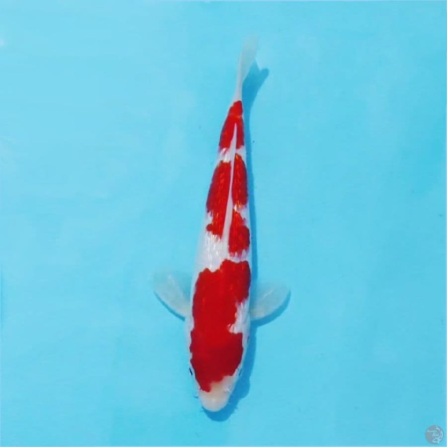 ١ red kohaku ginrin strong size 25cm male