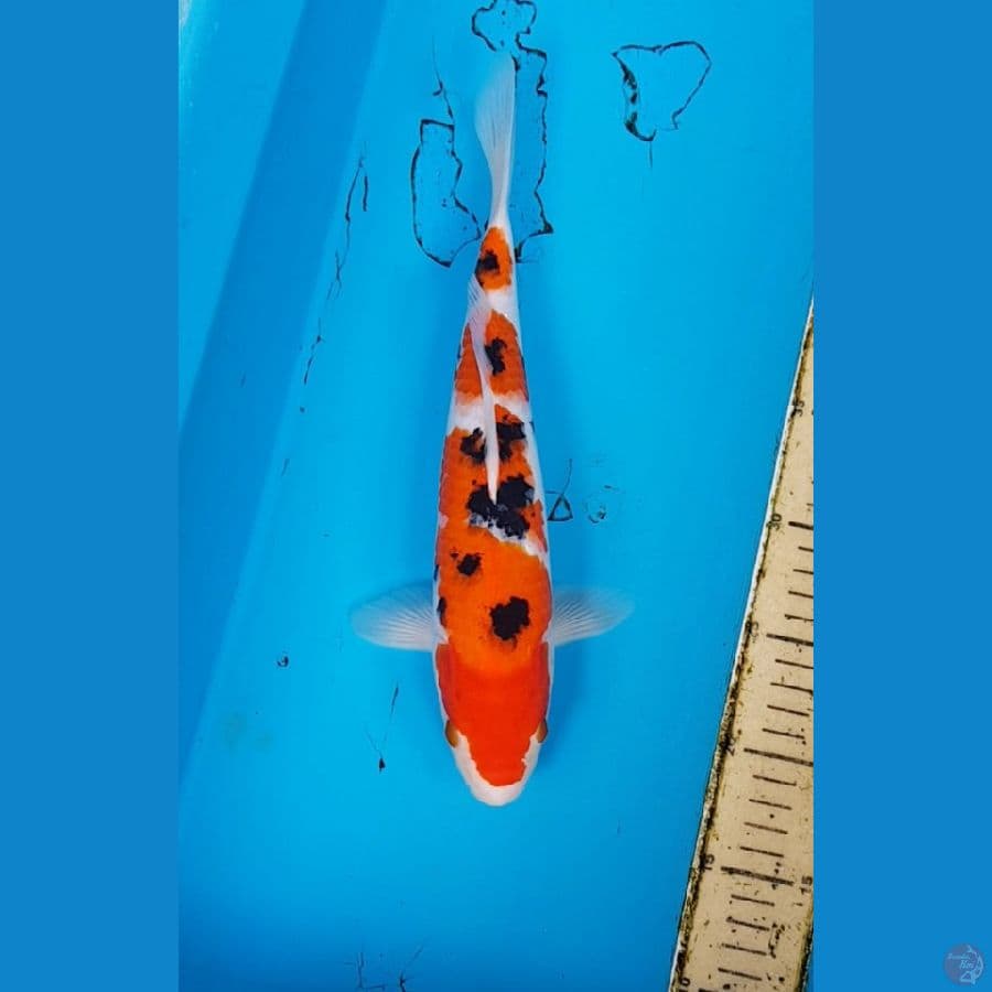 SANKE 32 cm