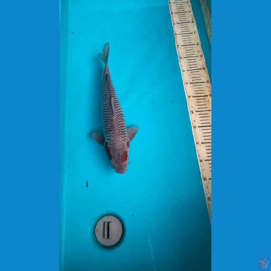 ochiba 46cm M