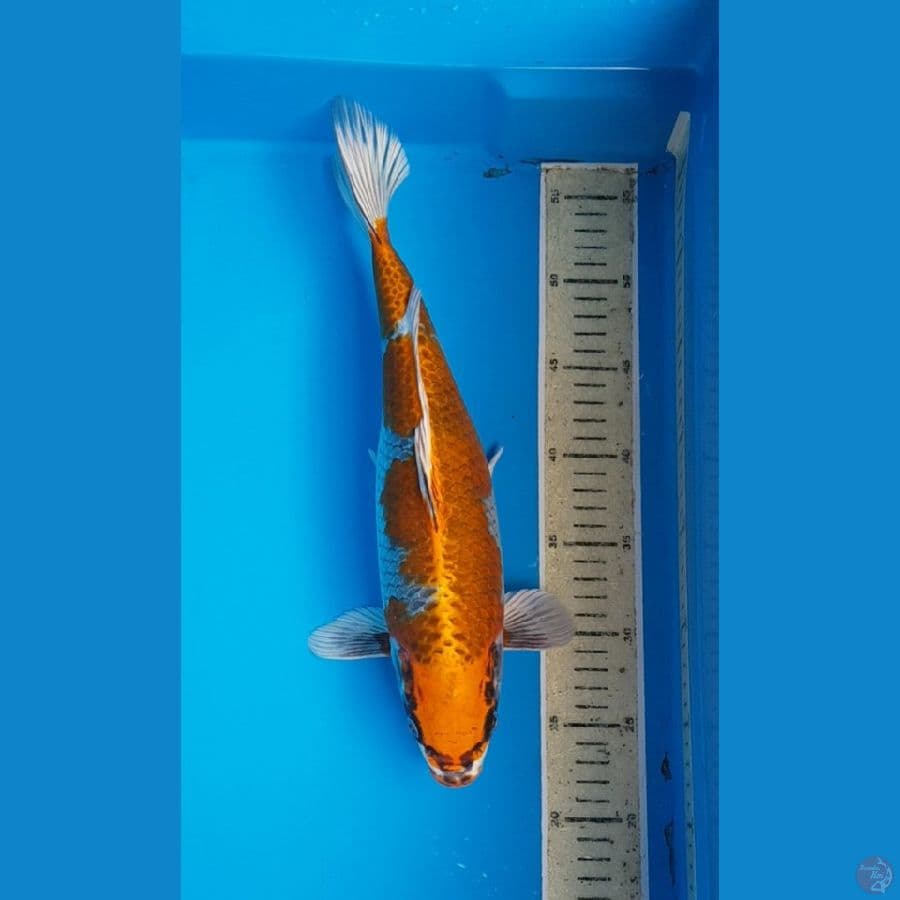 BENI GINGA 37 cm