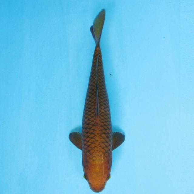 Near Koi - Chagoi Tembaga 31cm