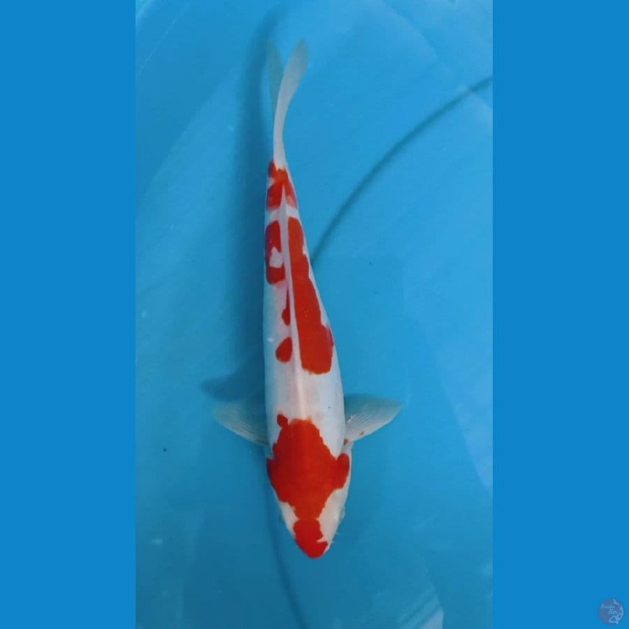 kohaku doitsu
