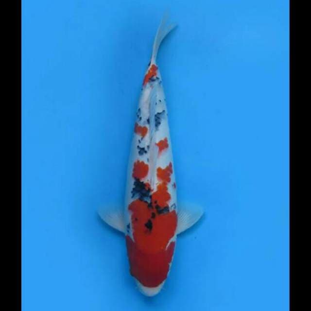 40cm Female - Taisho Sanke Calon Jumbo