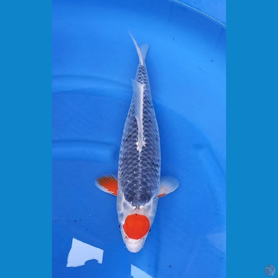 tancho goshiki 42cm