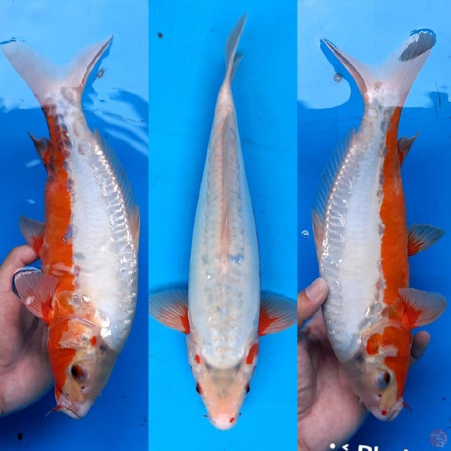 kosui limited 32cm male