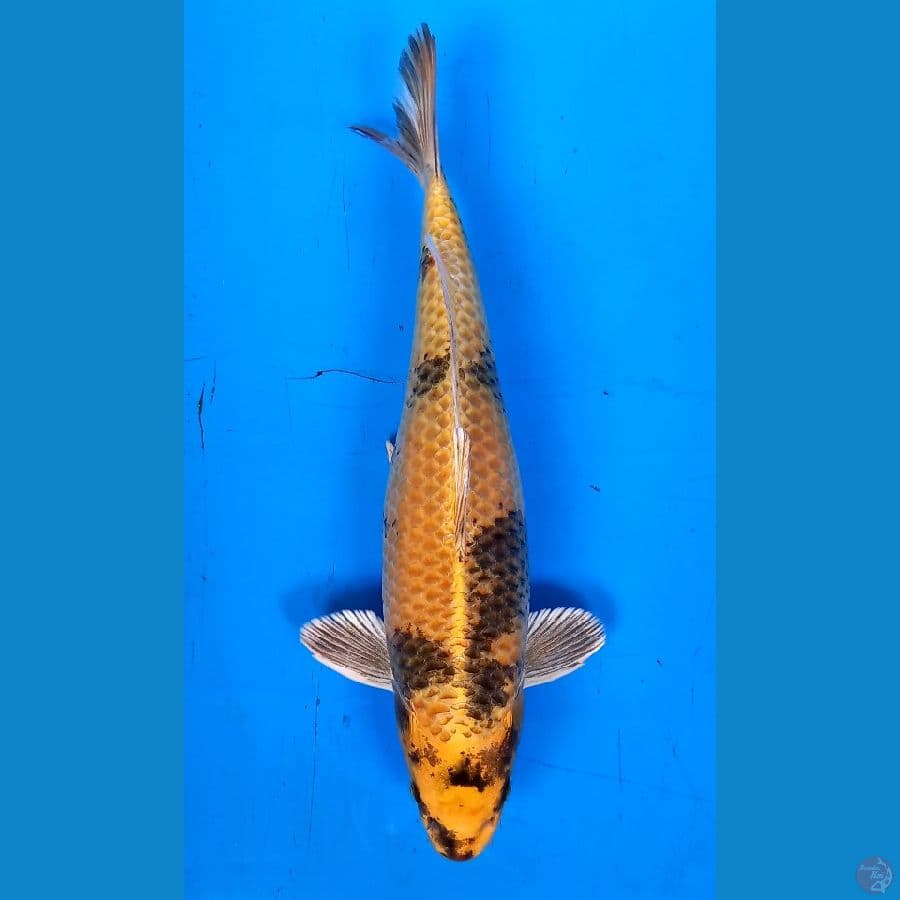 kin utsuri 32cm male