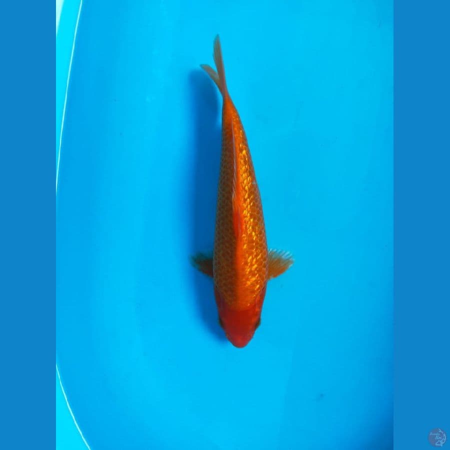 RED KARASI JANTAN 29CM