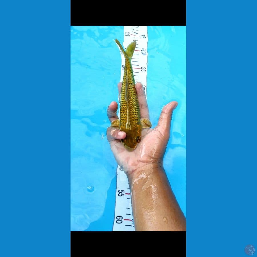#MIDORI GINRIN QUALITY #SIZE 25 CM #SEX BETINA