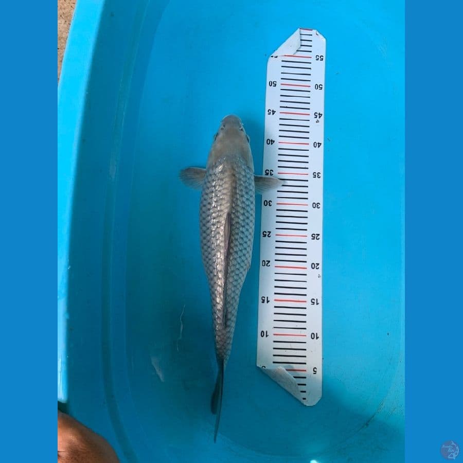 Soragoi Ginrin 45cm