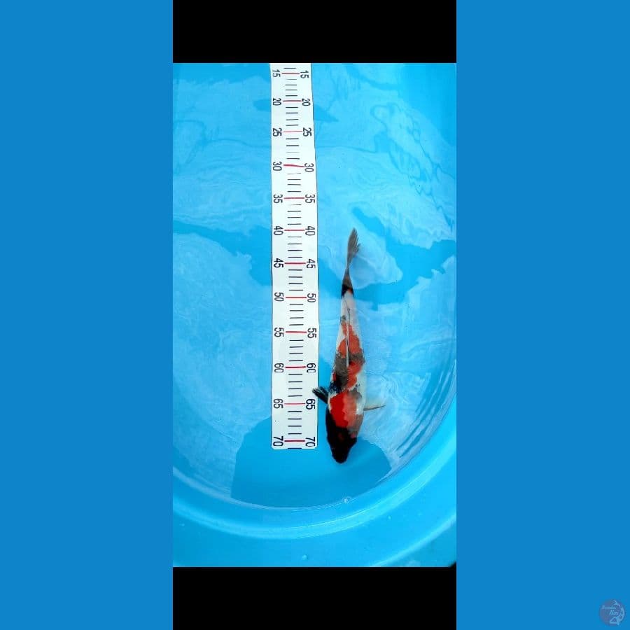 #showa #size 30 cm #sex jantan #VIDEO LEBIH JELASNYA VIA WA BOSKU