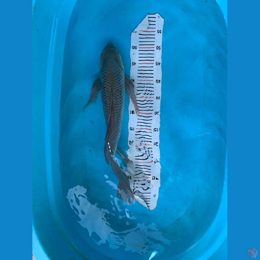 Slayer Soragoi Ginrin 50cm