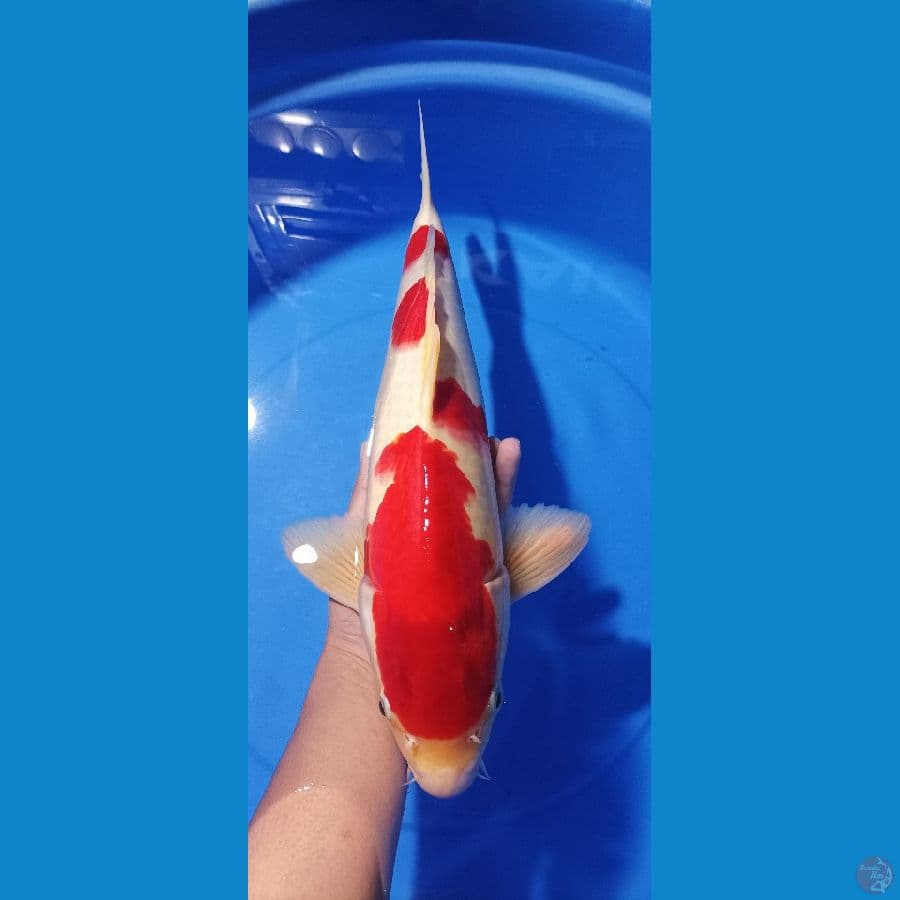 kohaku 45 cm