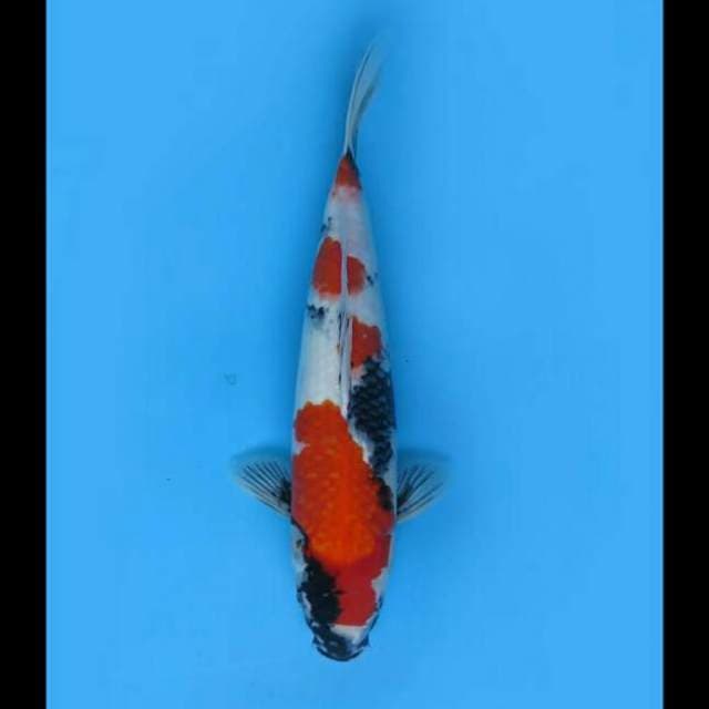 41cm Female - Jumbo Showa Tategoi
