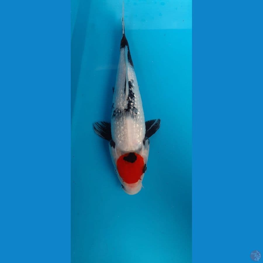 Tancho showa ginrin female 27cm