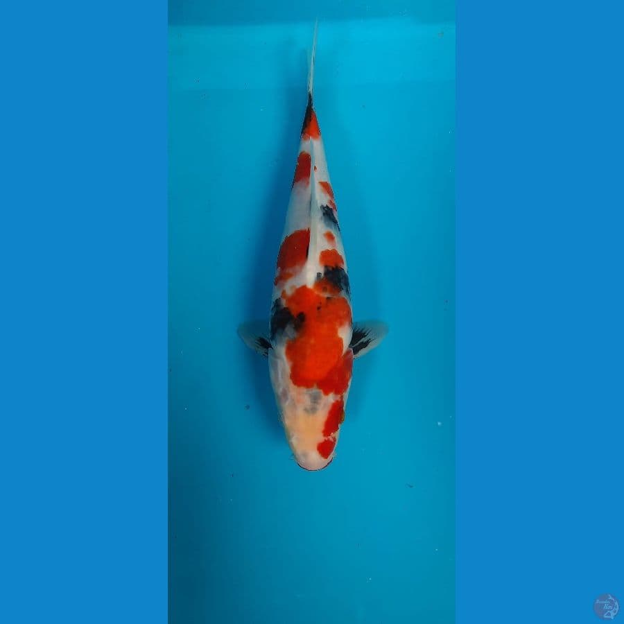 kindai showa 26cm