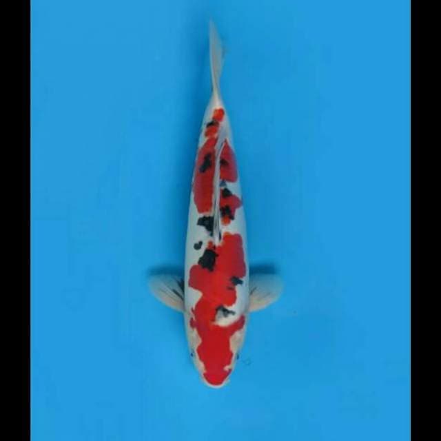 34cm Male - Ori Sanke doitsu Sq