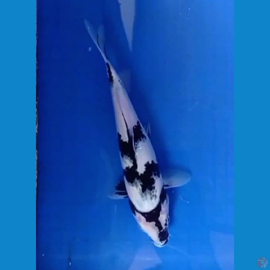 siro tategoi 27 cm