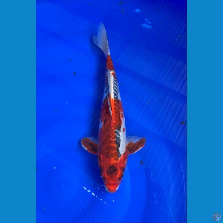 Kujaku doitsu male 31cm