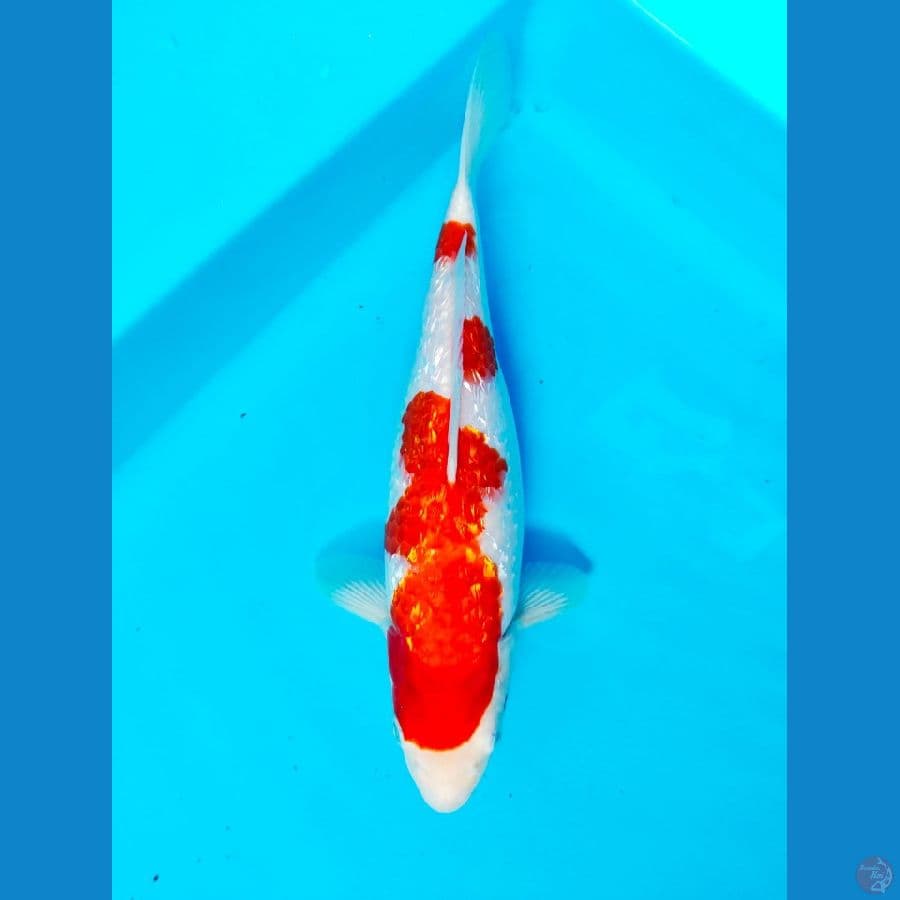 kohaku 28cm