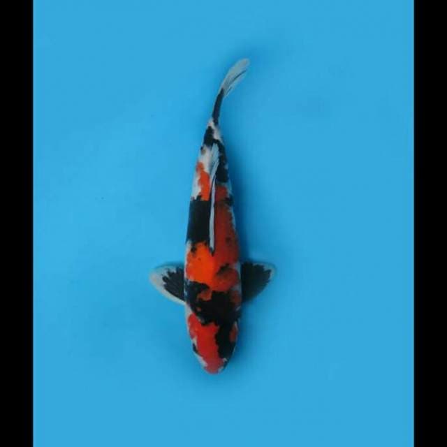 33cm Male - Showa Sanshoku Sq