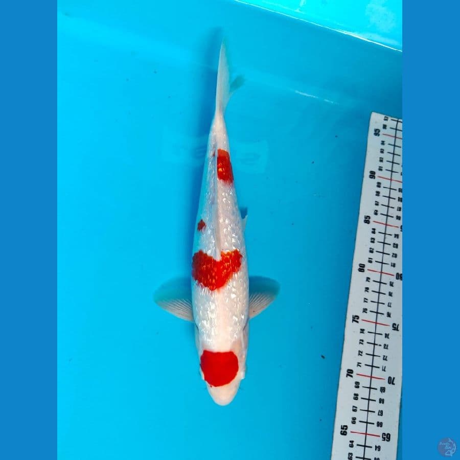 maruten kohaku male 30cm