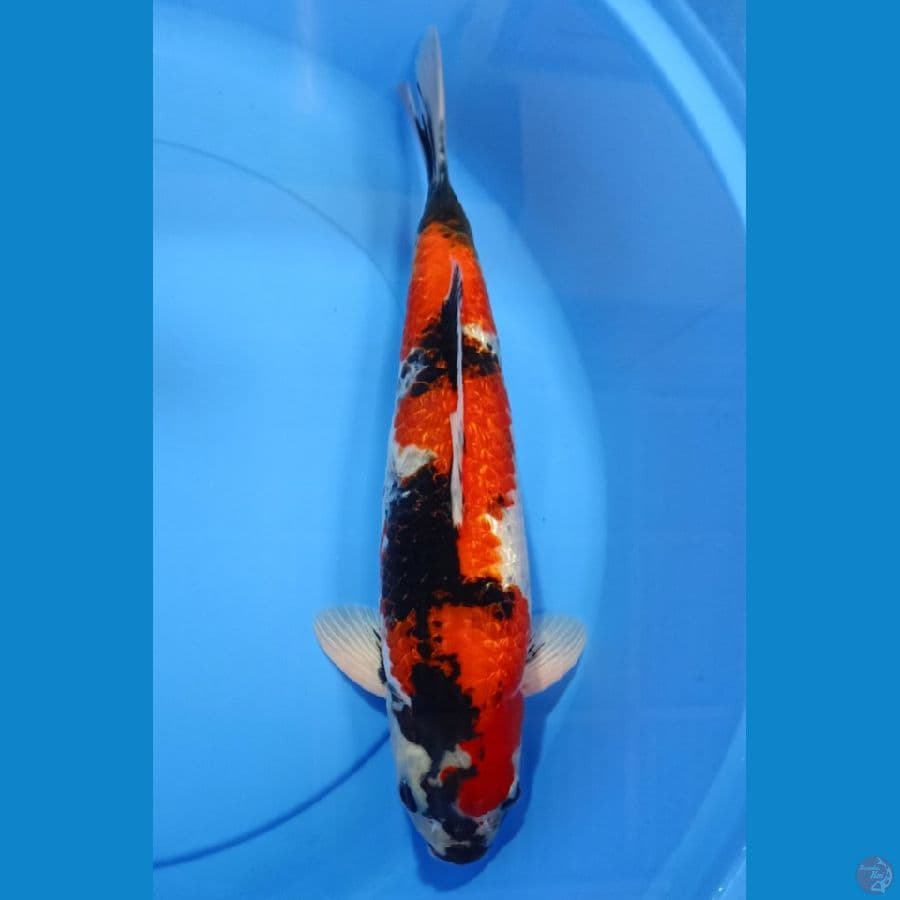 showa gindrin 40 cm